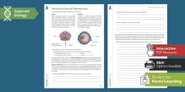 Sex Determination Worksheet Teacher Made Twinkl