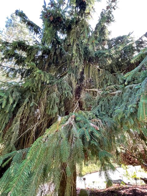 Zapfenfichte dein Garten ökologisch pflegeleicht