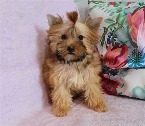 Ocean Pearl Yorkshire Terrier Malutka Suczka Molly Rodow D Zhpr