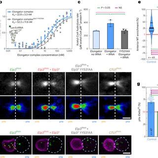 The Enzymatic Activity Of Elp3 Is Not Required For The Effects Of