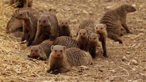 Hawaiian Mongoose: The Story of Failed Pest-Control