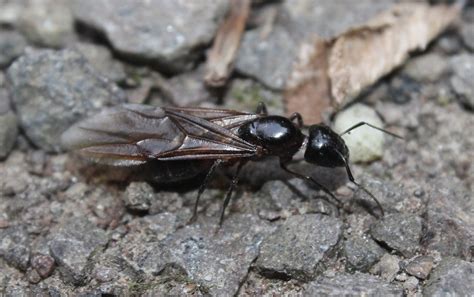 Camponotus ligniperda - faodvasító lóhangya