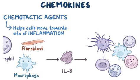 Immunology Cytokines 5 Types Of Cytokines Interleukins Tnfs Tumor