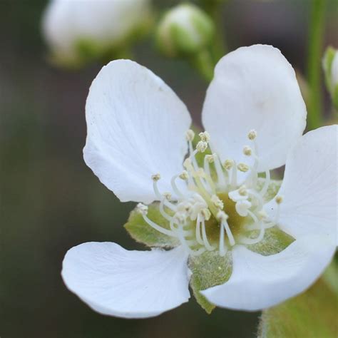 Identifying Plants Easily The Survival Gardener