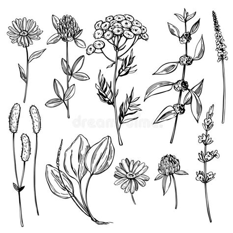 Herbes Médicinales Tirées Par La Main Illustration De Vecteur