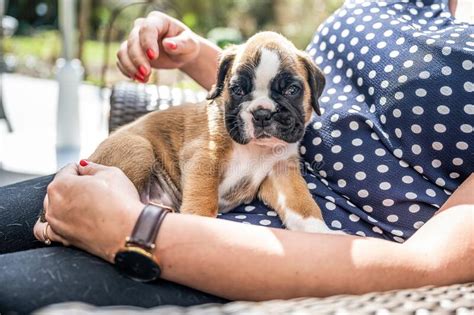 4 Semanas Joven Cachorro Cachorro Cachorro De Raza Dorada Perro