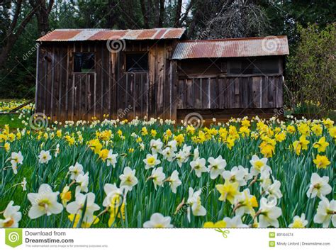 Cabin And Daffodils Stock Photo Image Of Scenic Cabin 89164574