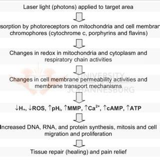 Schematic Summary Of The Mitochondrial And Cellular Cascade Of Events