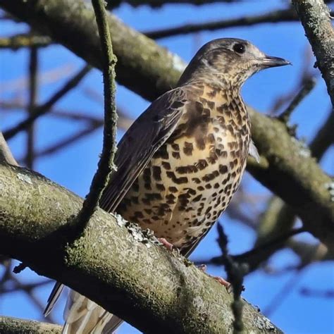 Mistle Thrush Mistle Thrush Turdus Viscivorus Geof Khan Flickr