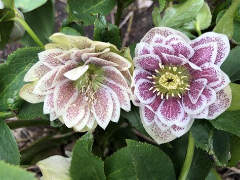 All Hellebores Great And Small Deborah Silver And Co