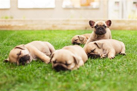 Little sleeping French bulldog puppies — Stock Photo © _italo_ #67825163