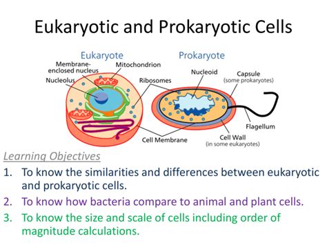 1.3-Eukaryotic-Prokaryotic-Cells