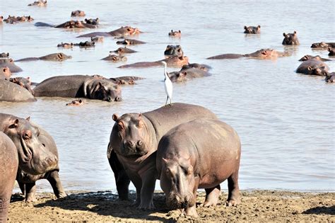 Le Parc National De Katavi Safari Tour Operator Tanzania Emotion