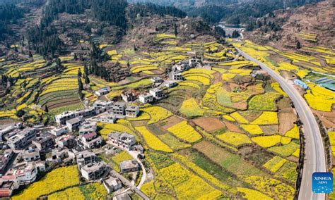 Scenery Of Cole Flower Fields In Sw China Global Times