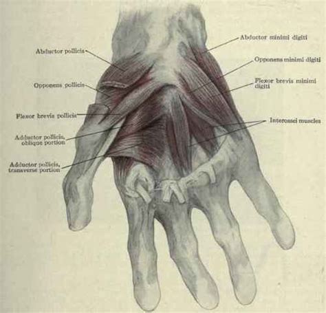 Knuckle Anatomy Surface