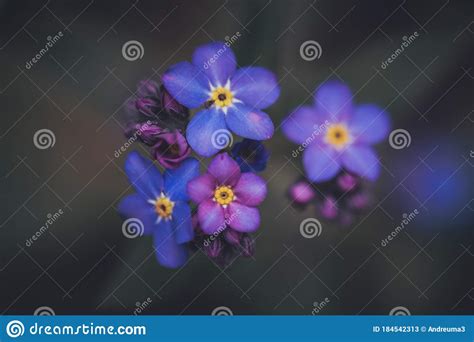 Wildflower forget-me-not stock image. Image of wildflower - 184542313