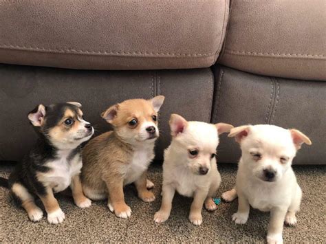 Teacup pomchi puppies for sale | in Glasgow | Gumtree