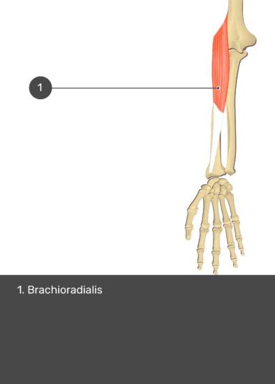 Brachioradialis Muscle Attachments Action And Innervation Getbodysmart