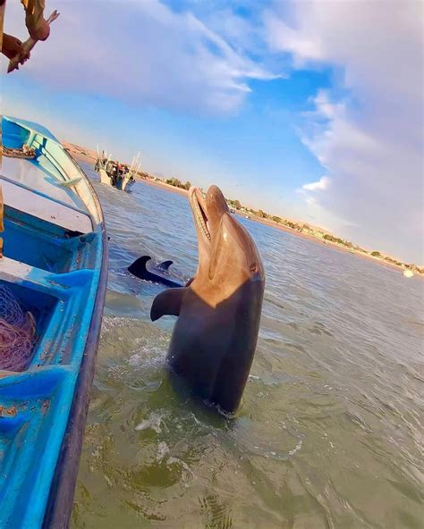 M Xico Tiene Una Axila Esto Hay En El Golfo De Santa Clara M Xico