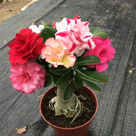 2 Pcs True Adenium Bonsai Exotic Mixed Desert Rose Potted Flowers