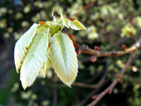 コナラの新芽ブナ科4月 身近な植物図鑑