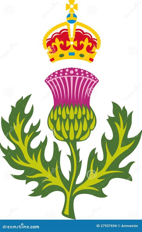 Scottish Thistle Stock Vector Illustration Of Thorn 27937694