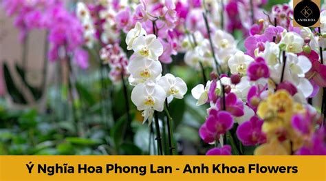 Ý Nghĩa Hoa Cúc Trắng - Thương Nhớ Người Đã Khuất • Anh Khoa Flower