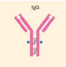 Immunoglobulin Cheat Sheet Flashcards Quizlet