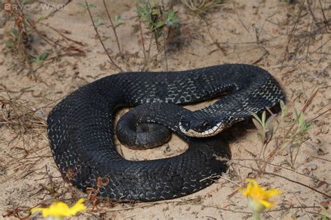 Heterodon Platirhinos Eastern Hognose Snake An Adult Fro Flickr