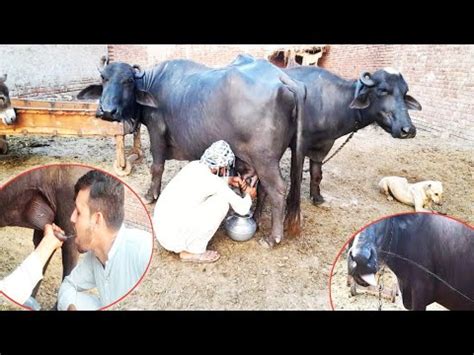 Buffalo Milking By Hand Village Daily Routine Work Village Life