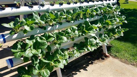 Hydroponic Bok Choy On A Homebuilt Diy Hydroponic Vertical Garden