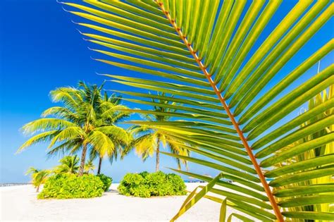 Premium Photo Green Palm Tree On Tropical Beach In Maldives