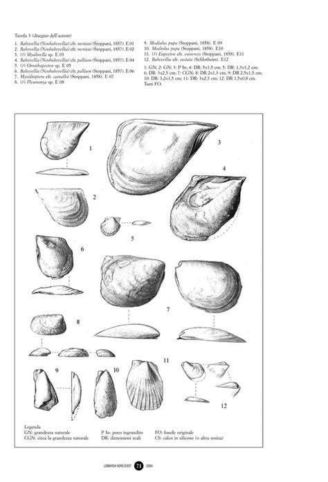 Fossili I Reperti Della Rasa Di Varese Pdf