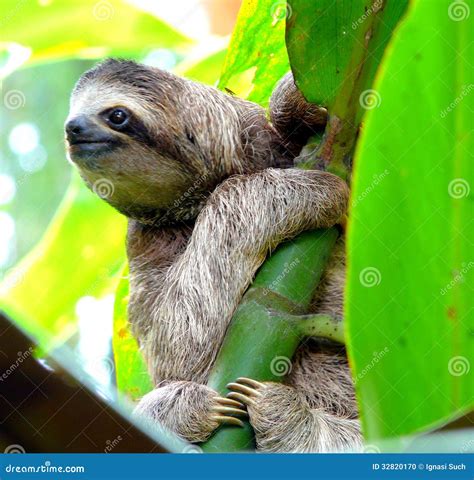 Sloth in Puerto Viejo, Costa Rica Stock Photo - Image of animal ...