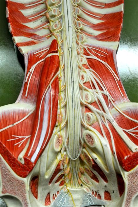 Gross Anatomy Of Spinal Cord