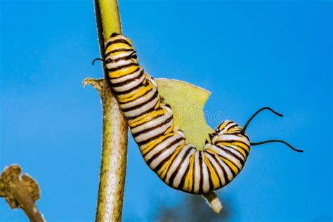 Trattore A Cingoli Della Farfalla Di Monarca Che Mangia Milkweed