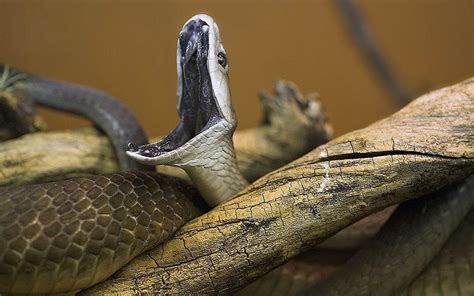 9 Fakta Ular Black Mamba Hewan Mitos Yang Mengerikan Dari Afrika