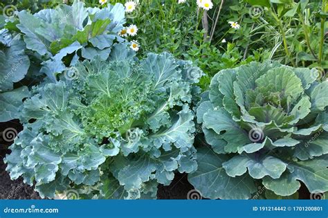 Ornamental Cabbage In July Flowering Kale Brassica Oleracea Species