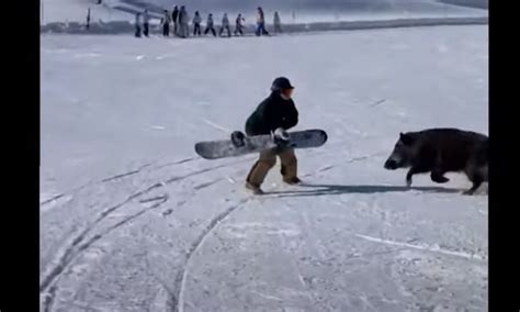 Prekinula U Ivanje Na Snijegu Divlja Svinja Napala Bordere Video Bl