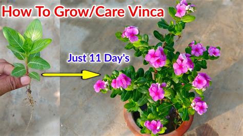 How To Grow And Care Vinca Sadabahar Plant In Pot Vinca Plant