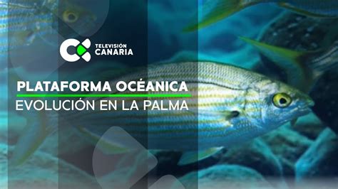 Desde La Plataforma Océanica Se Estudia Y Monitoriza La Evolución En La