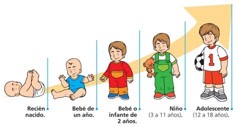 Imagenes Del Desarrollo Humano Para Niños