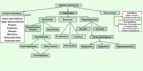 Cuadros Sinópticos Sobre Reino Vegetal O Reino Plantae Cuadro Comparativo