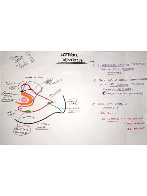 Lateral Ventricle | PDF