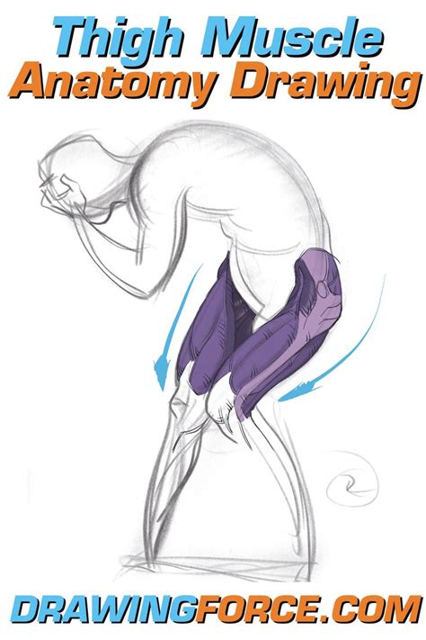 Thigh Muscle Anatomy Drawing Anatomy Drawing How To Draw Muscles