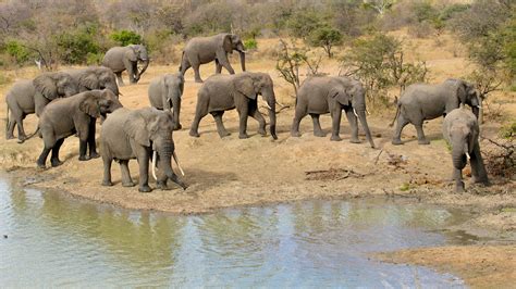 Balule Game Reserve South Africa Wild Safari Guide