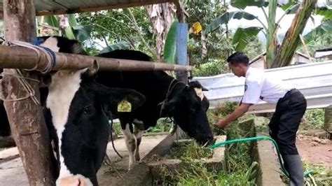 Smk Peternakan Lembah Hijau Batang Jadi Sentra Kewirausahaan Pemuda