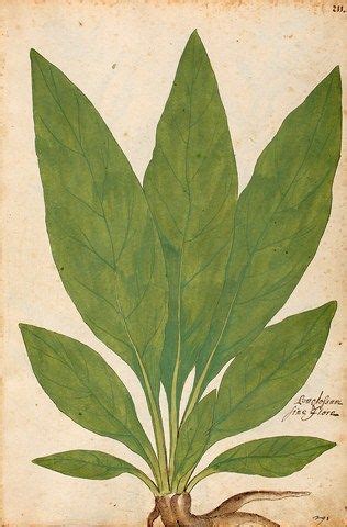 Over 1000 Free Botanical Vintage Prints Herbariums