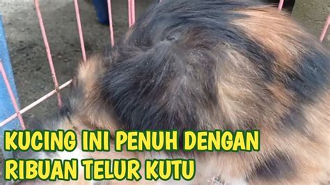 KUCING INI PENUH DENGAN RIBUAN TELUR KUTU YouTube