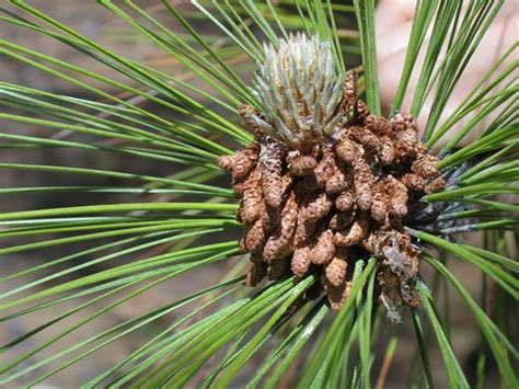 Chir Pine Seeds At Best Price In Dehradun Id Sugatu Global